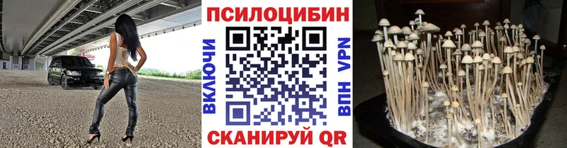 Псилоцибиновые грибы Psilocybe Губаха